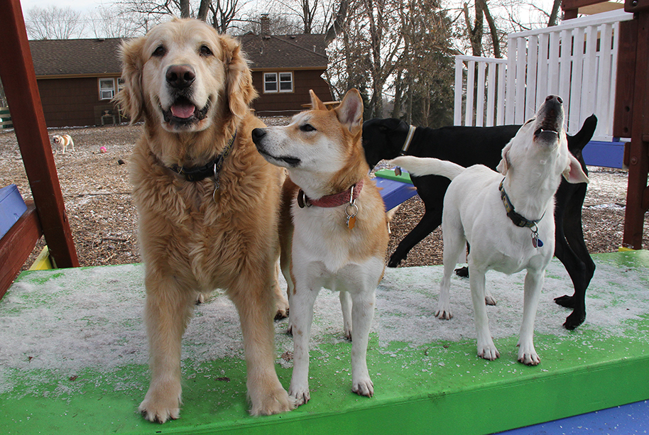 9172TeddyCooperPiperE