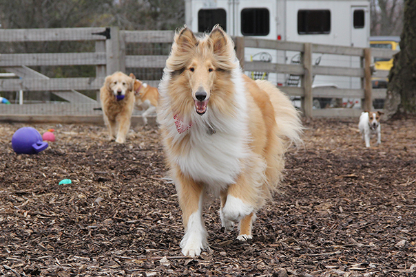 CollieTeddyBrutus0386E