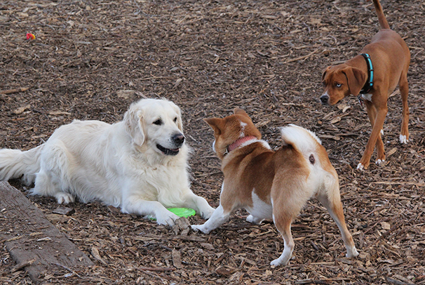 WinstonCooperHope0753E