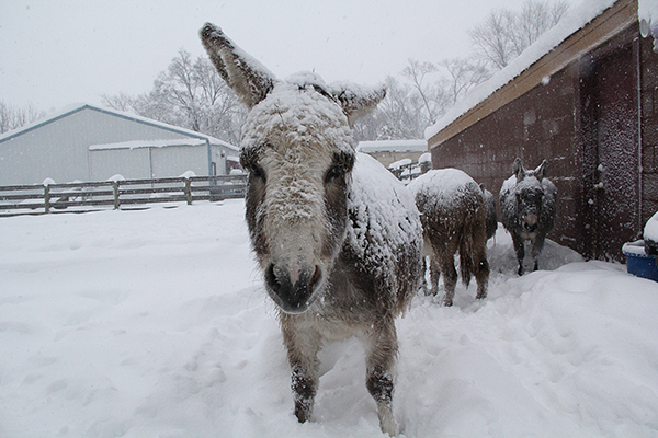 Donkeys3319E
